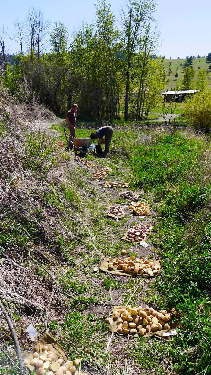 planting potatoes