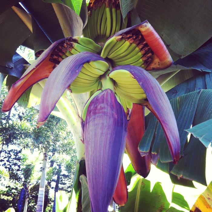 Banana flower