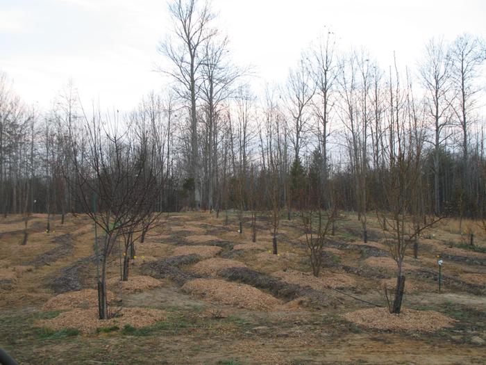 Our orchard with loads of baby berries, perennials, row crops and herbs