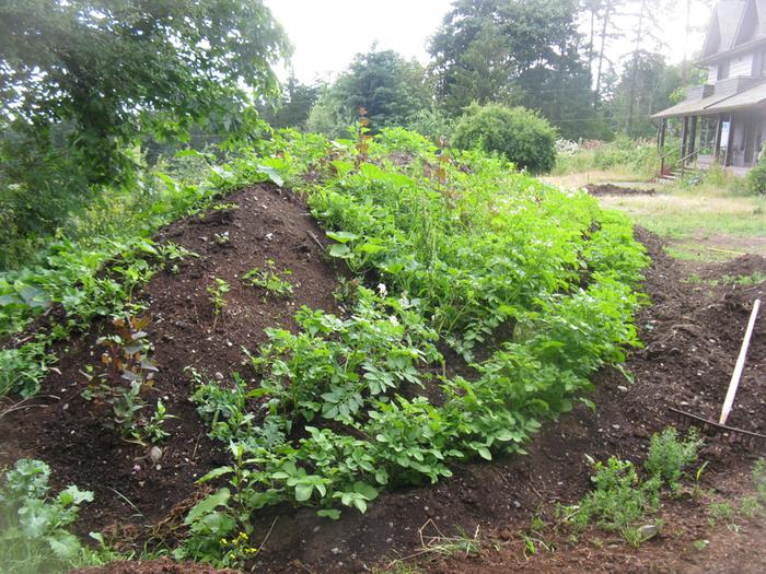 squash are happy and it should be pretty full by late summer.