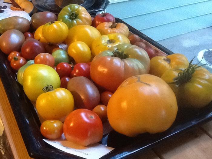 tomato harvest