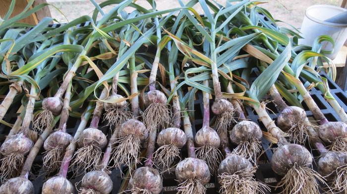 garlic harvest