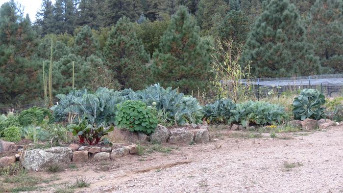 endless drying and canning