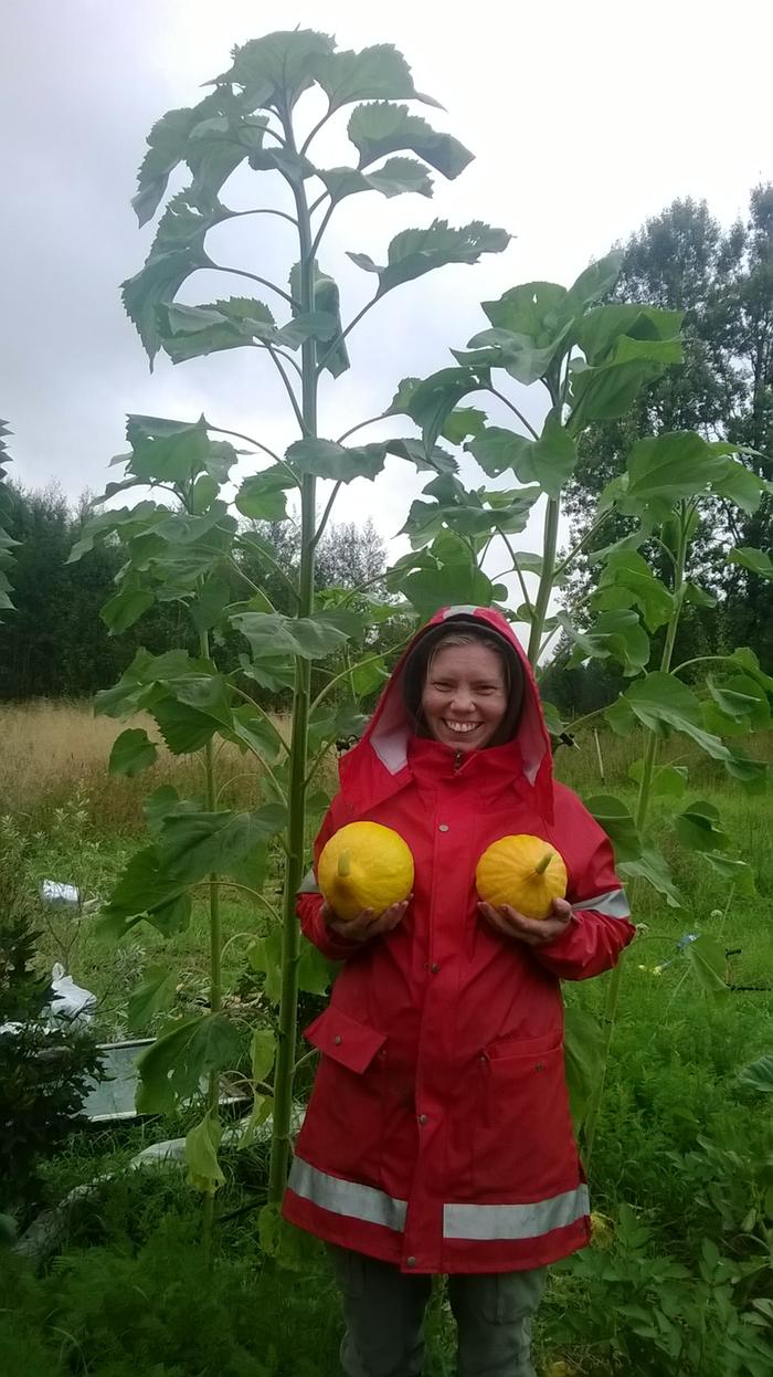 tall sunflower