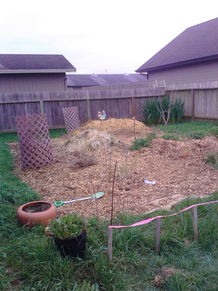 my backyard