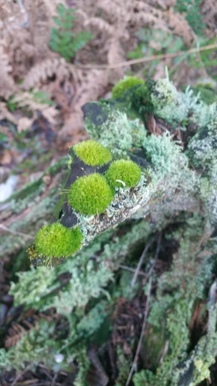 Only nature can make this sort of garden