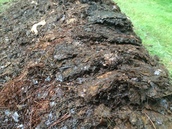 the shingles of rotting leaf matter