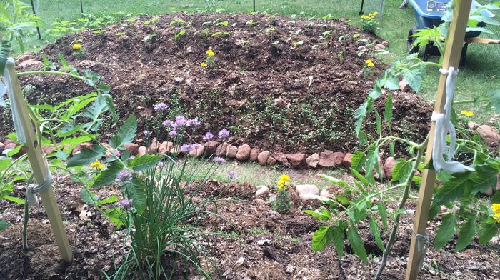 same mounds, about two weeks later!