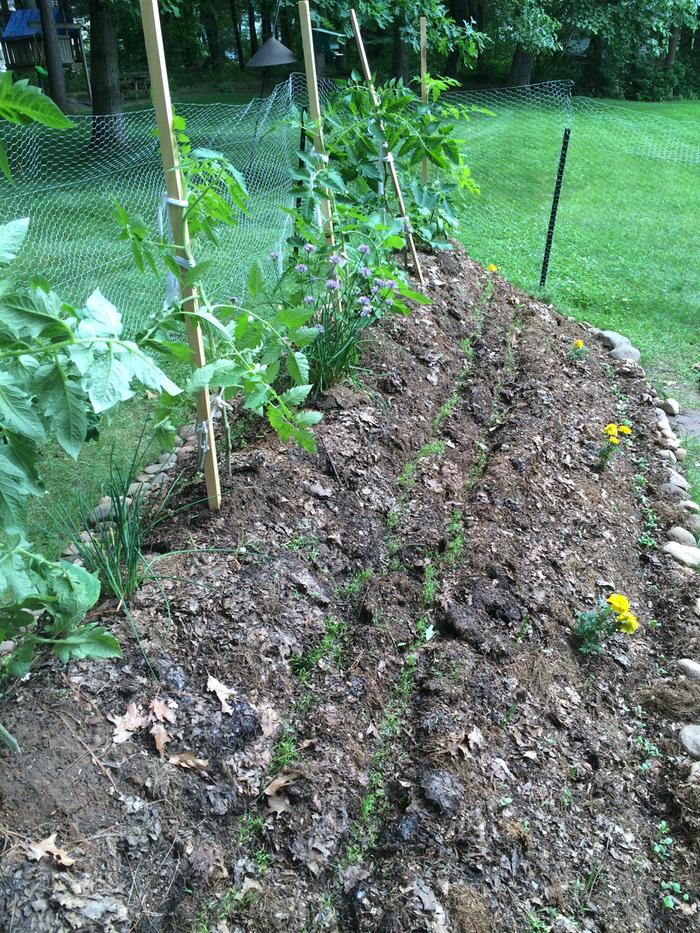 Tomatoes, chives, carrots