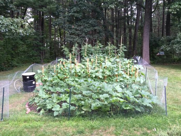 exactly six weeks after I first stuck my shovel in the ground