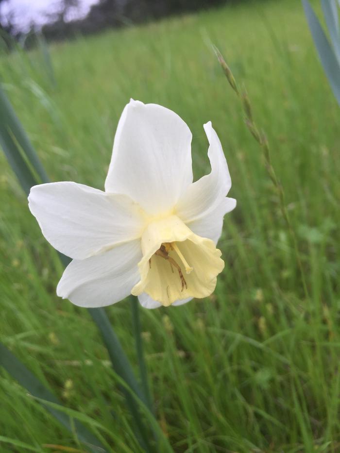 You can see a little spider chilling out in the pale blossom
