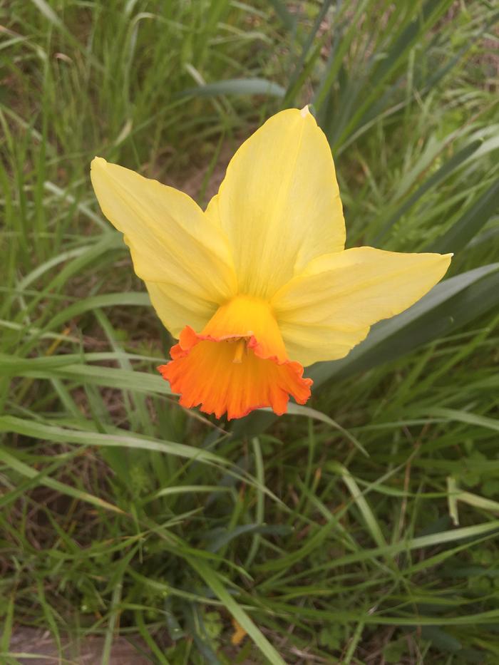 daffodils