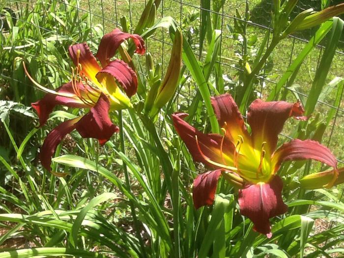 Day lilies