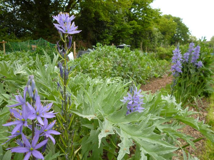 Camassias, globe artichoke, broad beans,