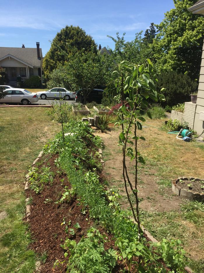 my six week old hugelkultur mound