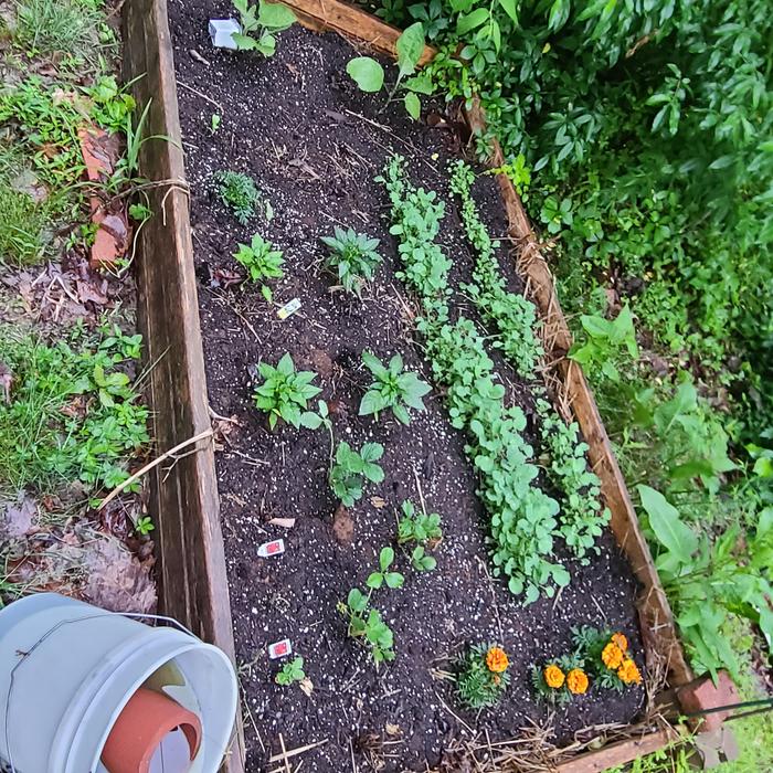 Raised bed 1