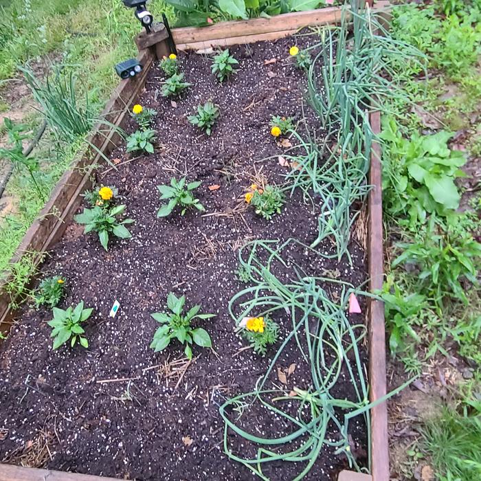 Raised bed 2