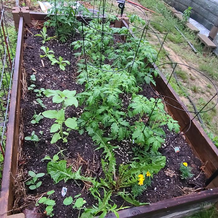 Raised bed 4