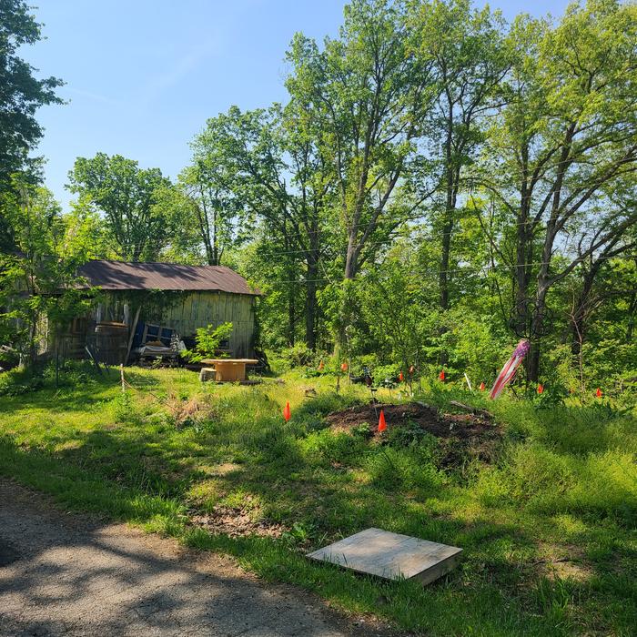 Food forest area hugel near road