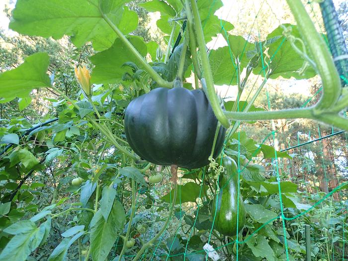 Hanging squash