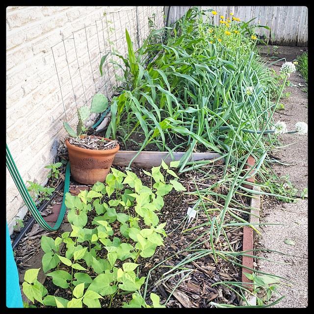 [Thumbnail for sideGardens.jpg]