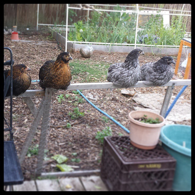 [Thumbnail for chickens2.jpg]