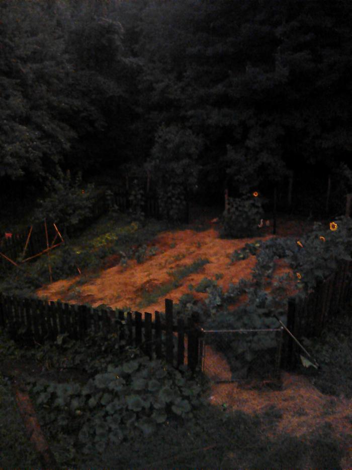 the garden