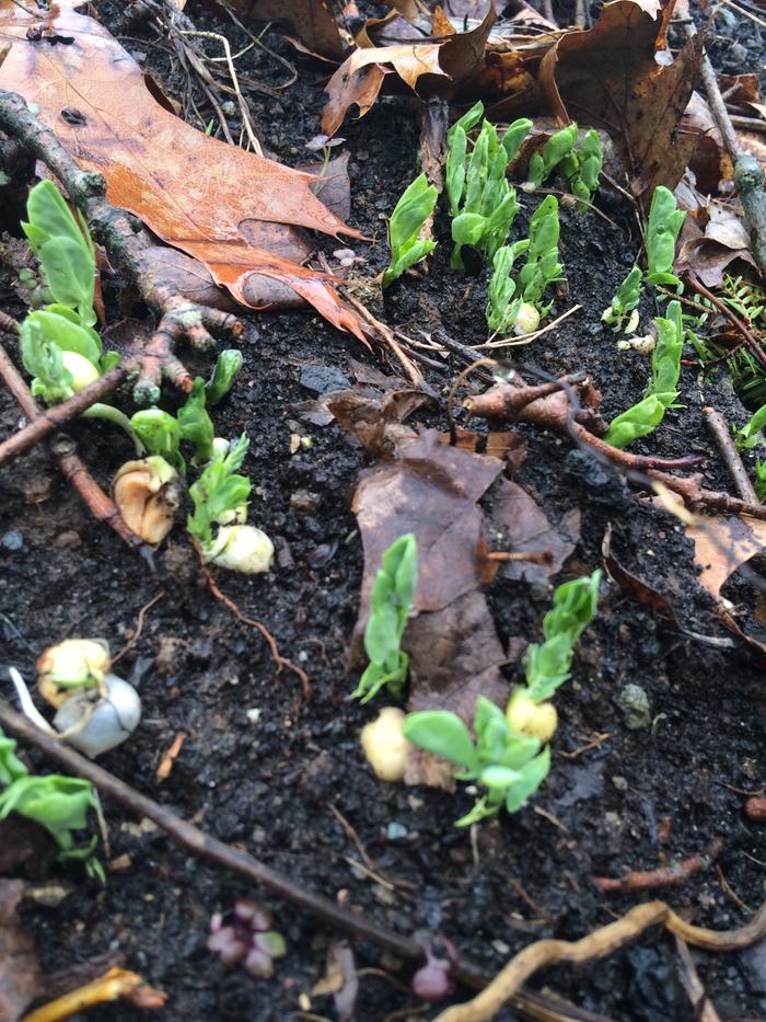 took a walk to see what is sprouting
