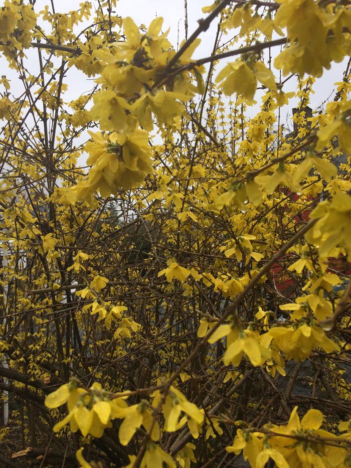 Forsythia