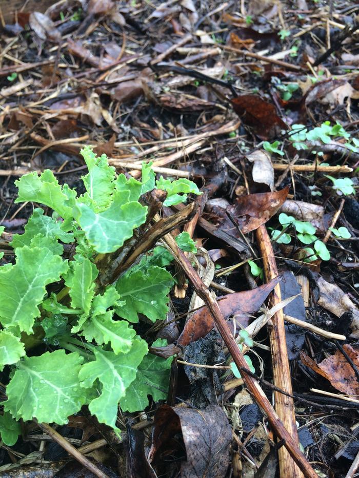kale