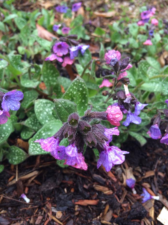 early blooms
