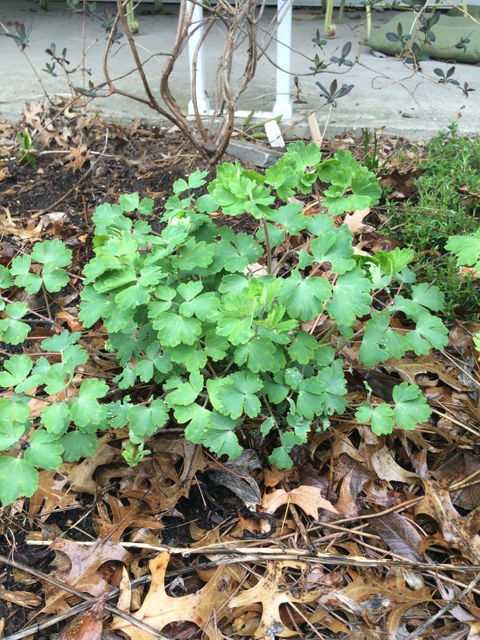 columbine