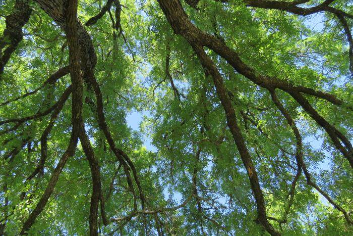 Lovely Elm