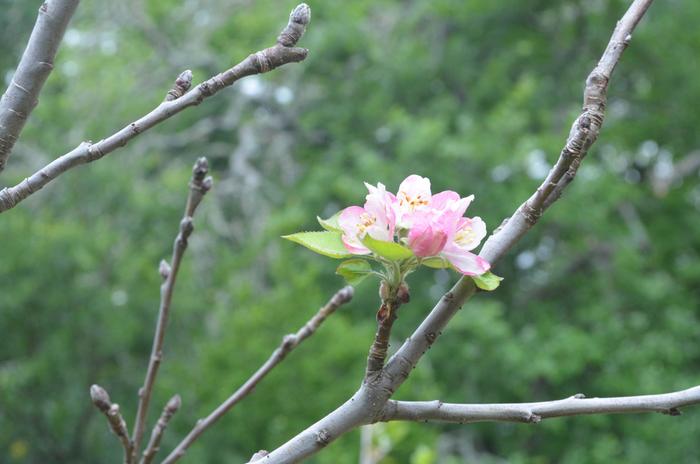 Apple Blossums
