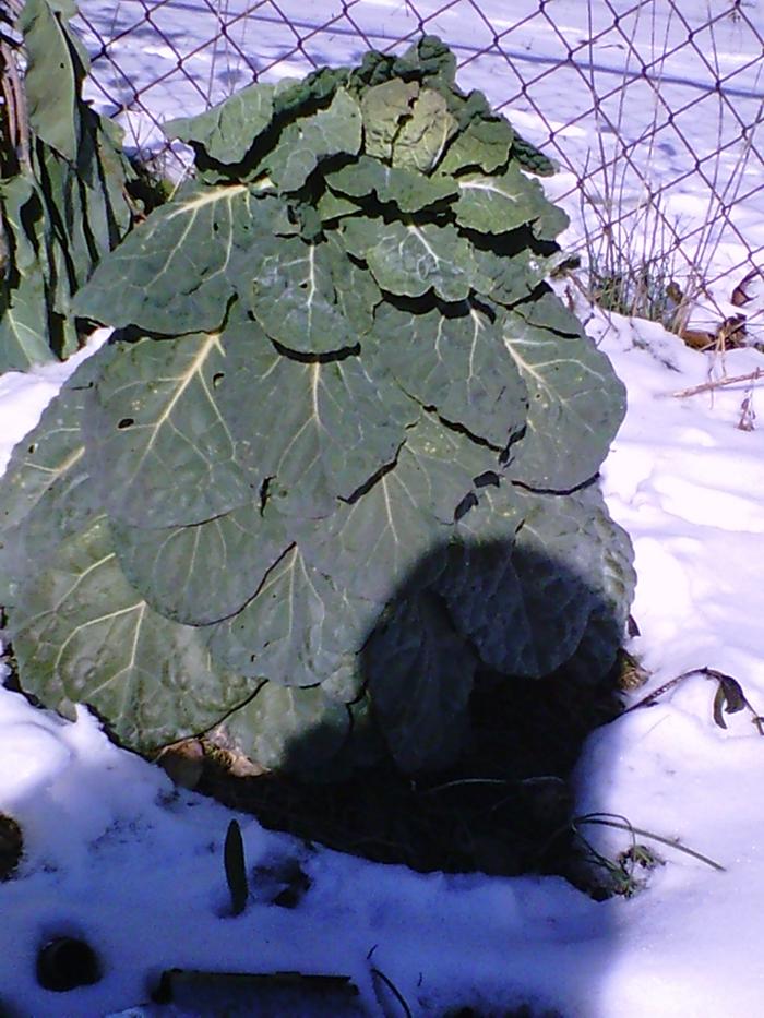 brussel sprouts
