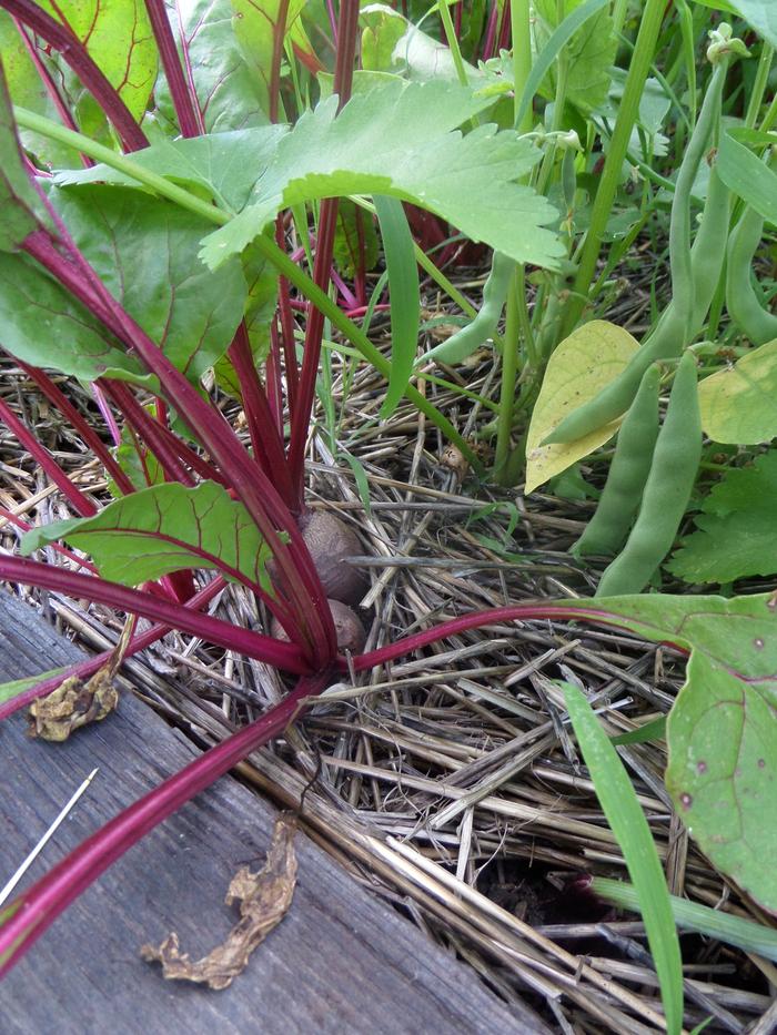 beets, dry beans, and parsnip