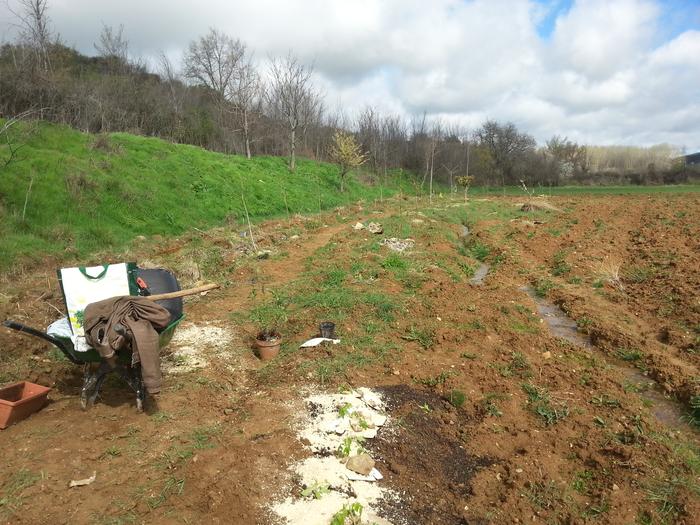 I am starting a food forest