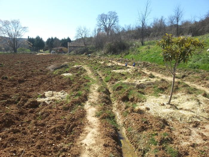 Some black locusts and leguminous plants, bushes, Comfrey here and there.