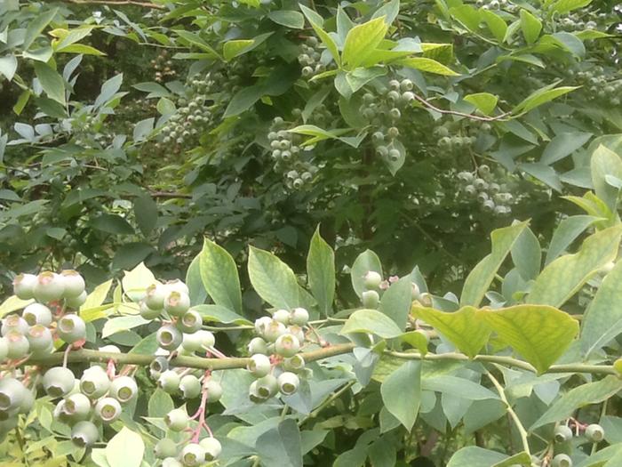 Georgia in early May