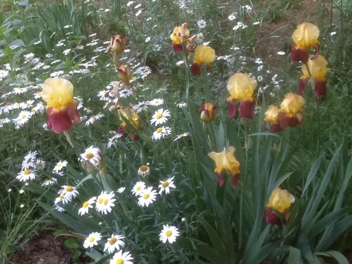 iris and daisies