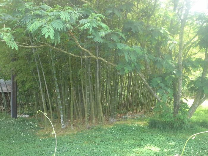 bamboo groves