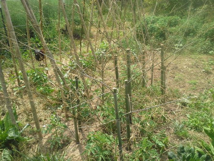 tomato cages