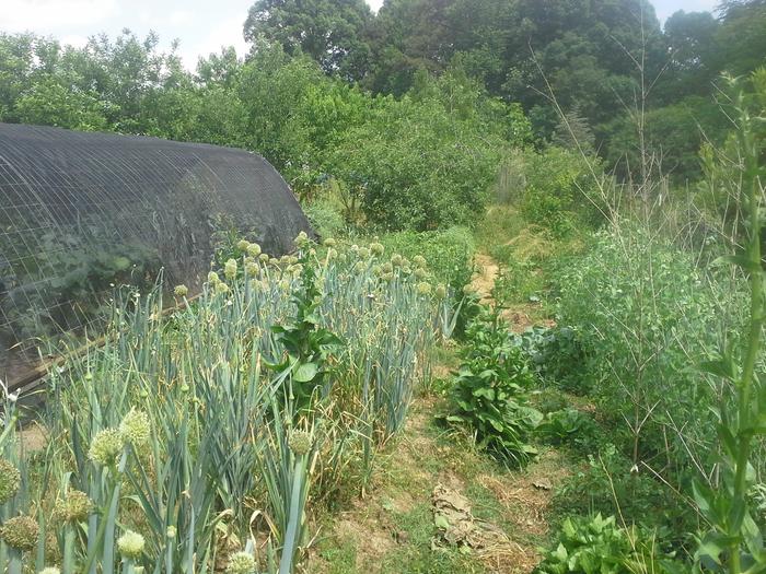 Onions, peas, with hoop house