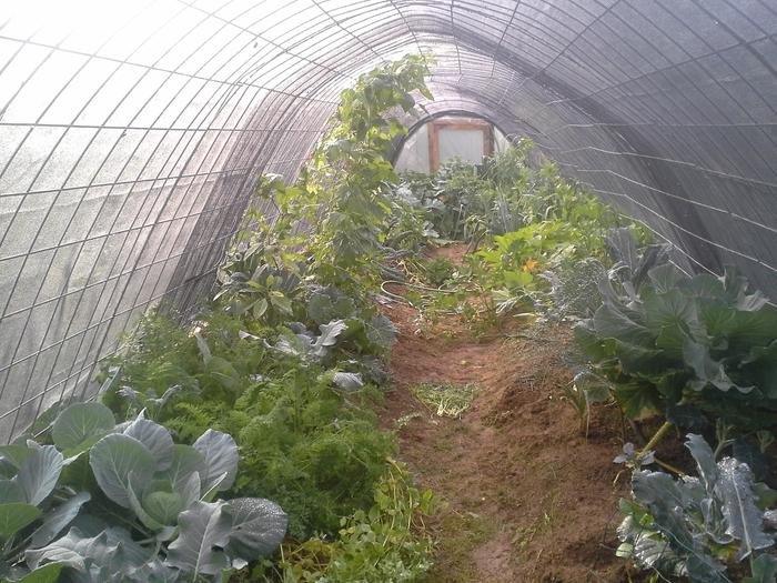 hoop house