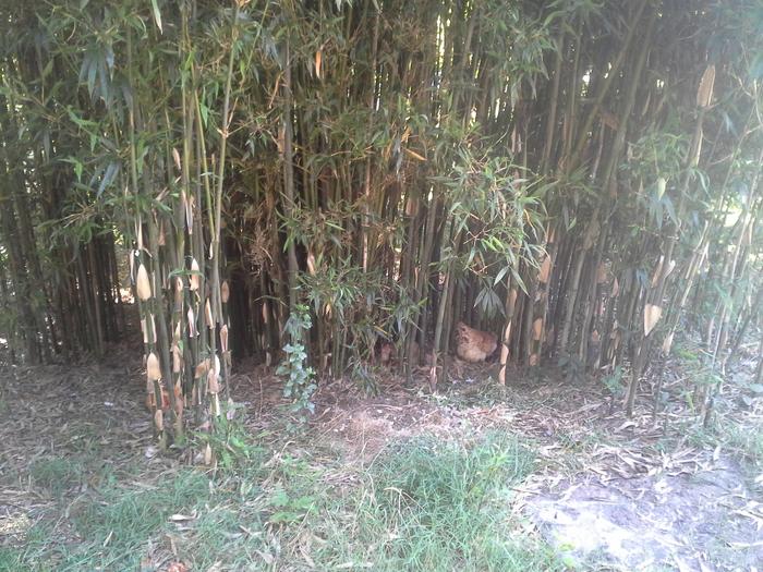 bamboo with chickens