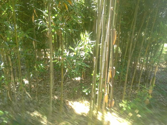 This bamboo gets 35 feet high
