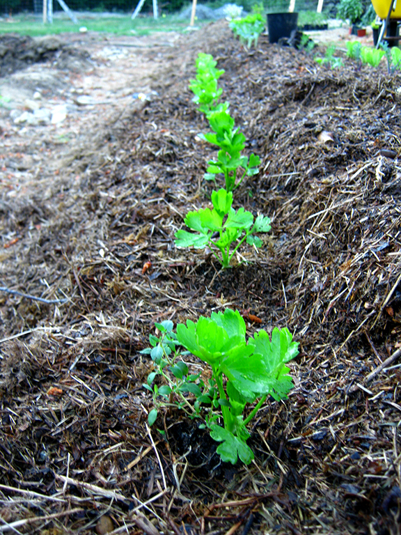 [Thumbnail for Celery-1.jpg]