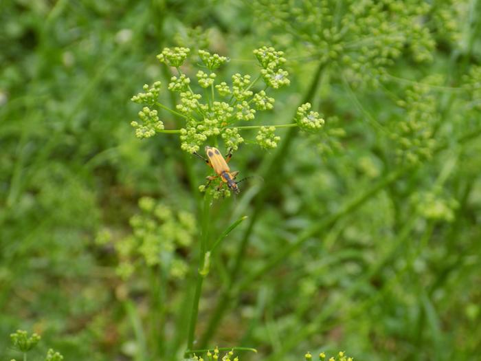 the bugs!
