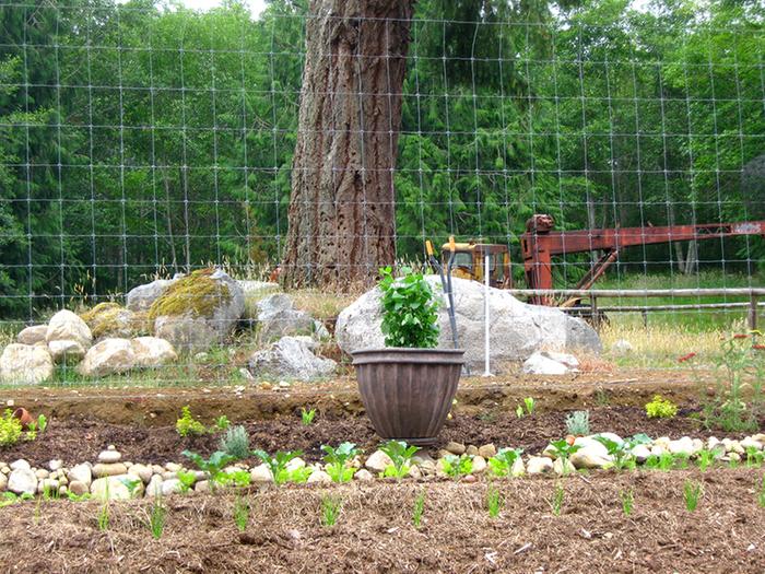 herb garden