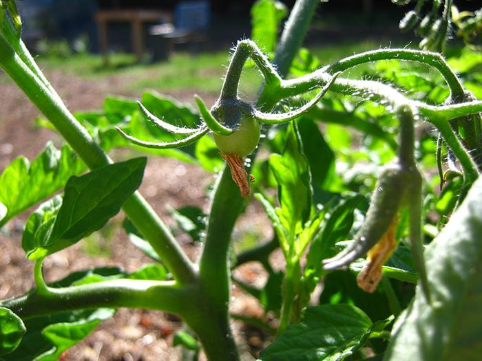 tomato-ing!